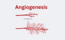 Angiogenesis