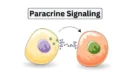 Paracrine Signaling