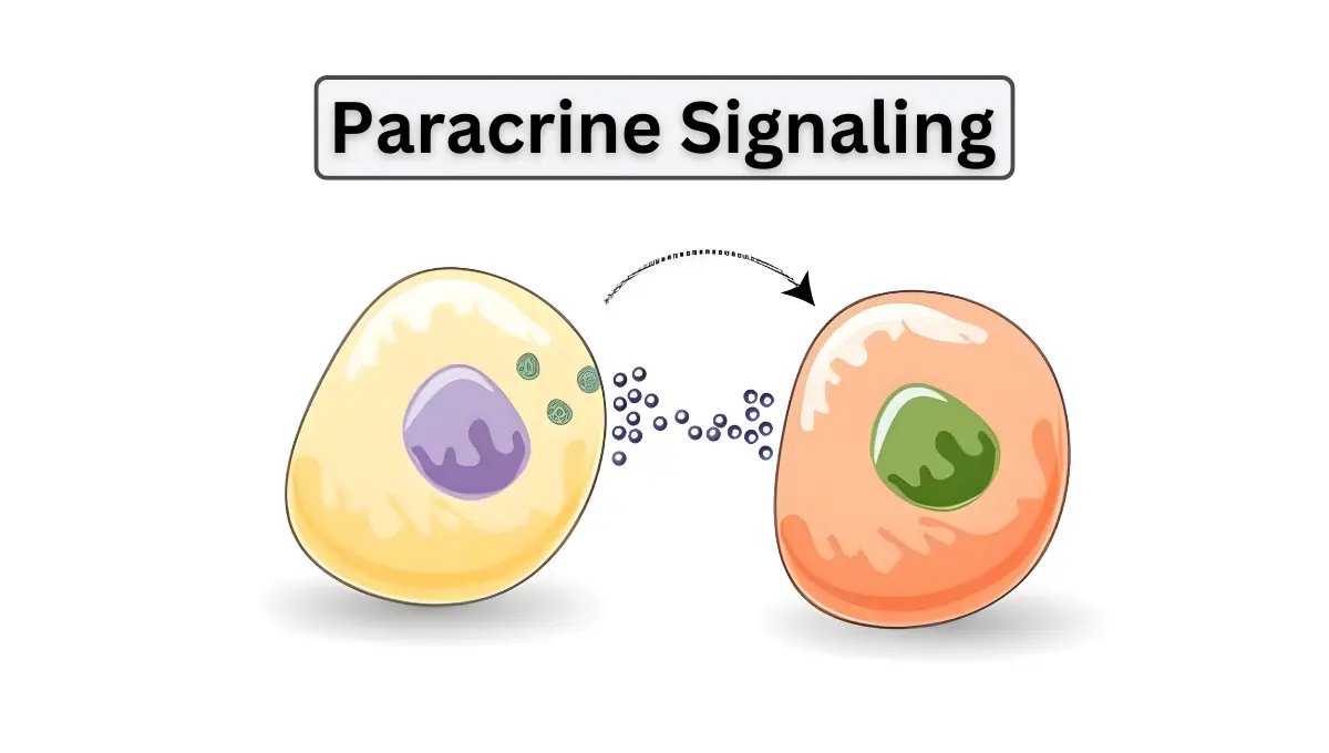 Paracrine Signaling: The Basics of Local Cell Communication – IRM Hospital