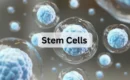 What is Stem Cells