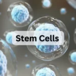 What is Stem Cells