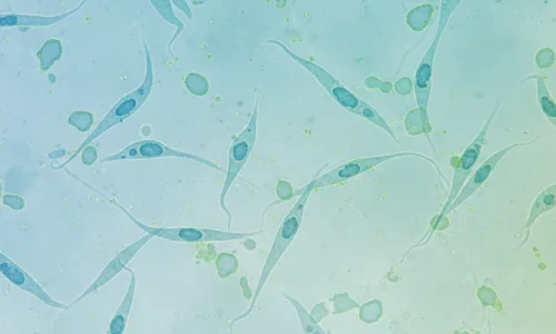 Microscopic image of MSCs