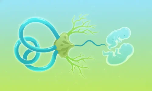 umbilical cord sourcing